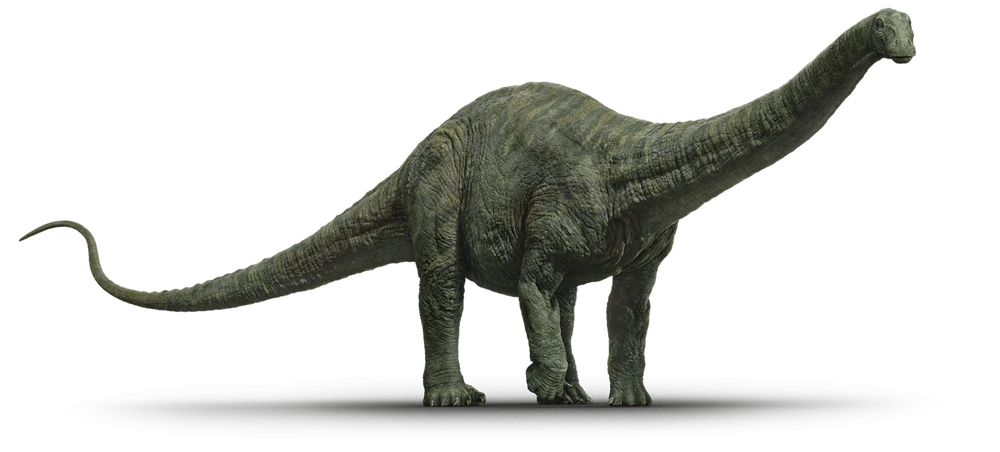 Apatosaurus