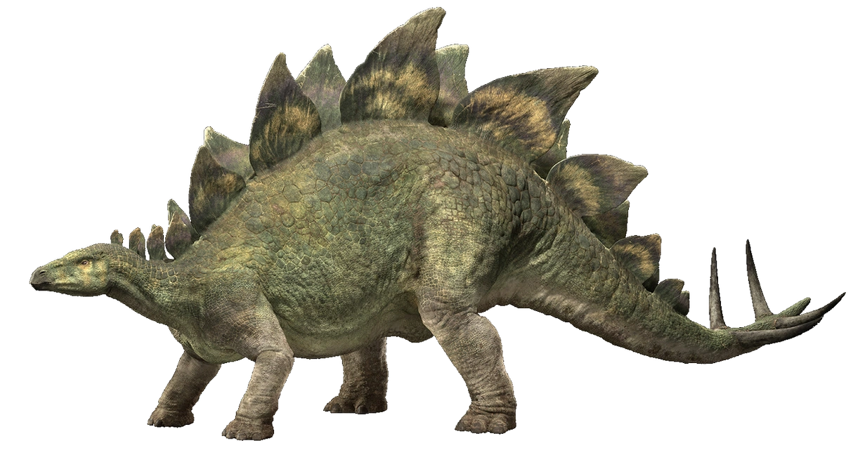 Stegosaurus